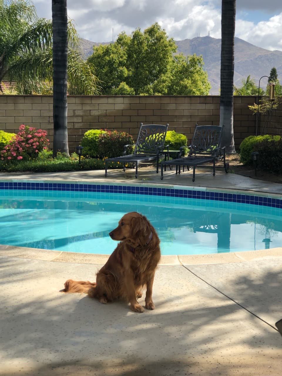 Weekly Pool Cleaning photo 1